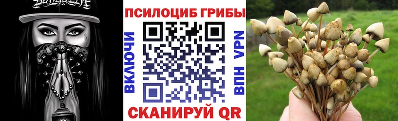 даркнет как зайти  Альметьевск  Галлюциногенные грибы Psilocybe 